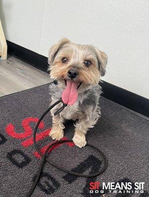 Sit Means Sit - Littleton