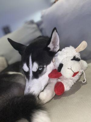 Winnie's Waggin' Mobile Spaw