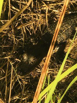 Miccosukee Indian Village and Cultural Center