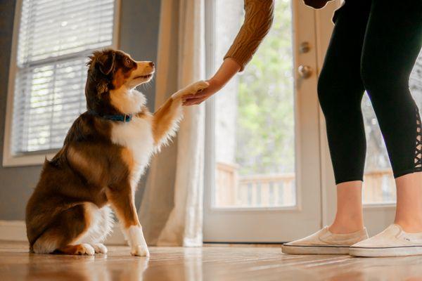 Supernova Pet Care