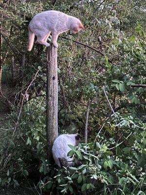 Faithful Friends Veterinary Care