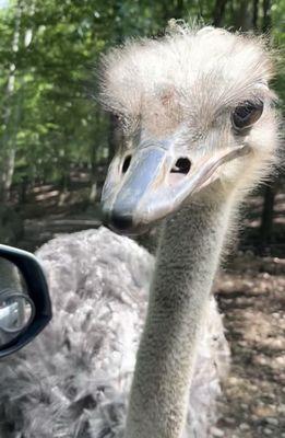 Briarwood Ranch Safari Park