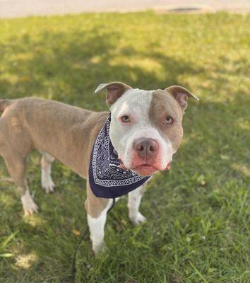 Franklin County Animal Shelter