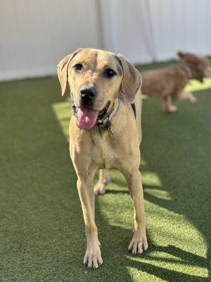 MarksBFFs MarkBestFurFriends