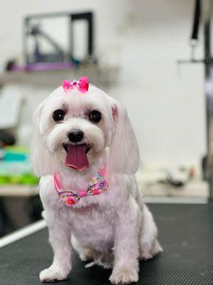 Tara - Full Grooming