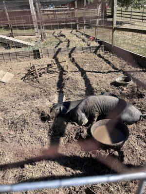Happy as pigs in mud