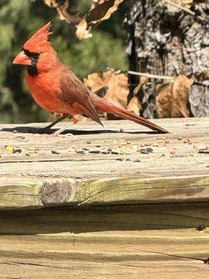 Central Texas Museum of Automotive History