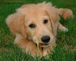 We have a 8 mo. old male Goldie for rehome