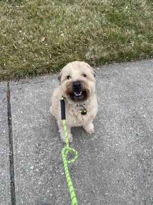 Happy little Lamont from Canton Michigan enjoying our walk and leash training session. www.a2DogSpot #a2dogspot