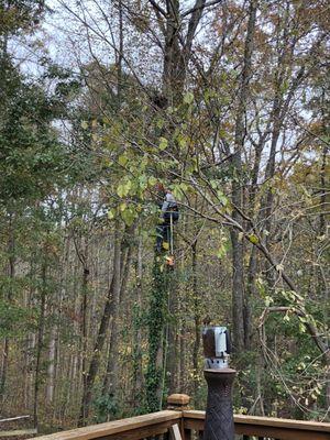 tree amigos of America