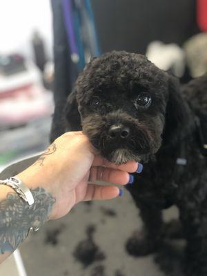 Paws & Praise Dog Grooming