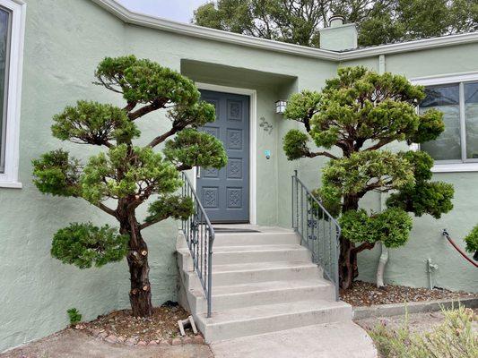 Evelyn Borchert Aesthetic Pruning