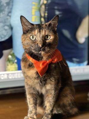 My best pal all groomed up :)