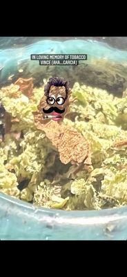 Terra Nova Tennis Courts