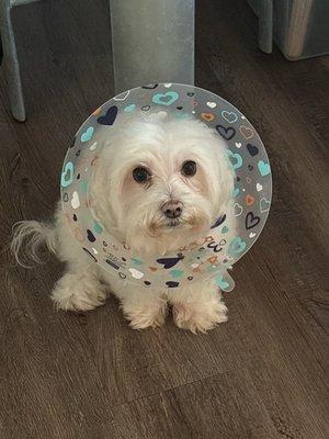 Town & Country Animal Hospital