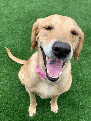 Desert Veterinary Group