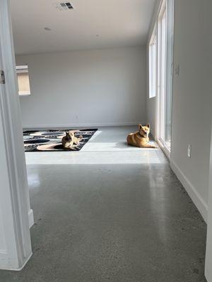 Concrete Polishing Dynasty