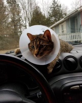 Mattawan Animal Hospital