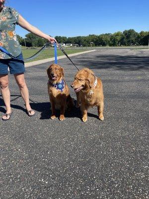 Olive Dogs Grooming Salon