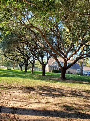 TBW Tree Service Plus