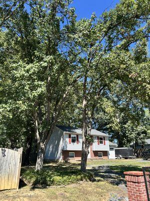 Couple trees taken down