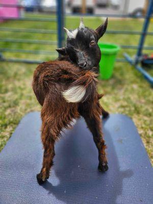 Rocky Mountain Goat Yoga