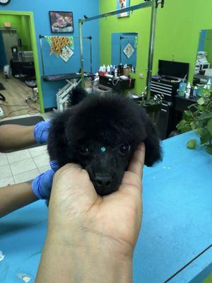 K-9 Cosmetology Pet Salon