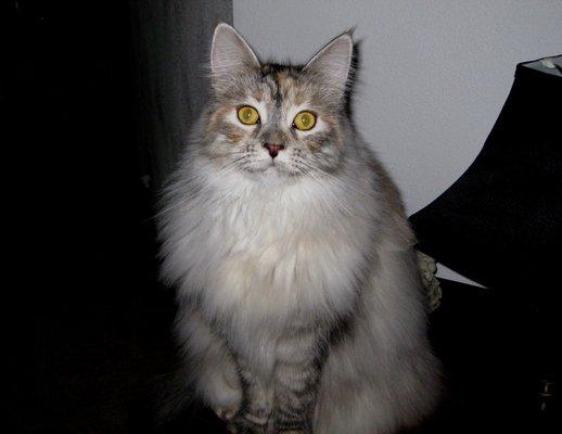 Animal Medical Clinic North