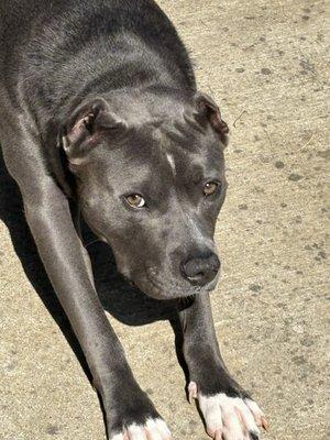 Collierville Animal Shelter