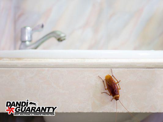 Dandi Guaranty Pest Solutions & Termite Protection