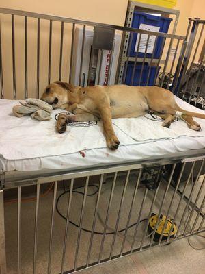 Phillip's Small Animal Clinic