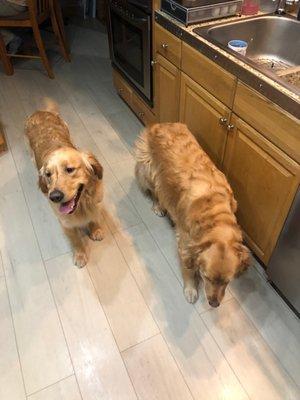 Affordable Pet Grooming