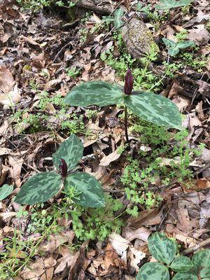 West Feliciana Parks and Recreaction