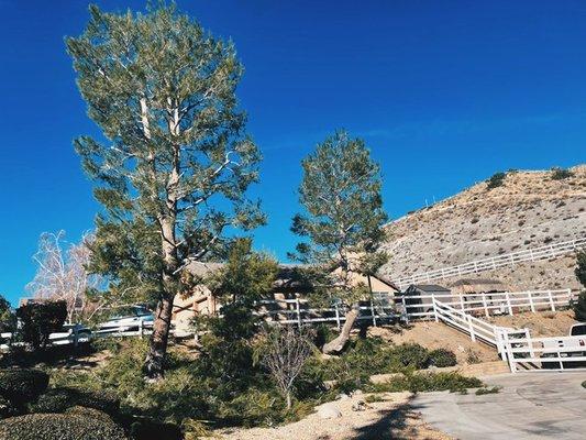 Frank's Tree & Landscaping Services