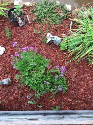 This plant was two plants and the same size. At the side of the big plant is what is left of the plant. It was cut to the ground.