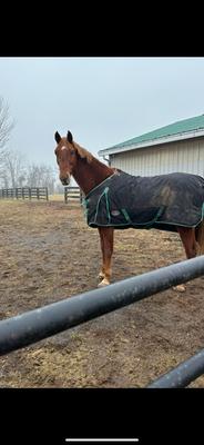 Posh Pony Equestrian Center