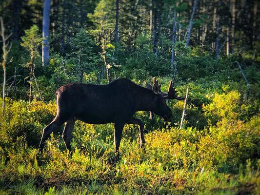 100 Mile Wilderness Adventures