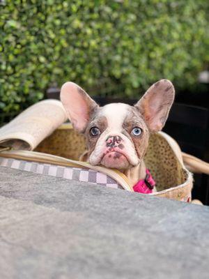 Top Dog Pet Store & Grooming Oceanside