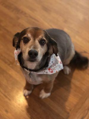 Knotty Dog Spa & Boutique