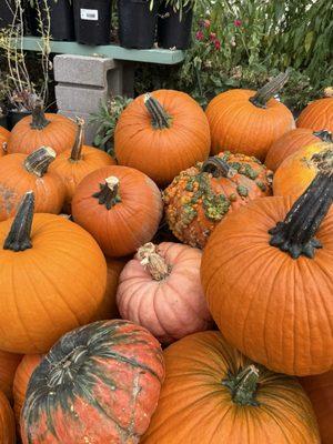 Pumpkins, gourds, perrenials
