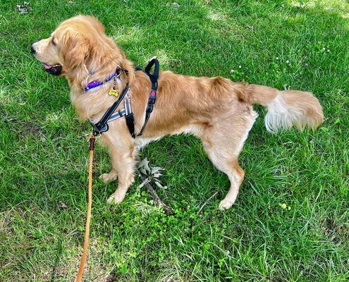 Nice and clean after his bath at EarthWise!