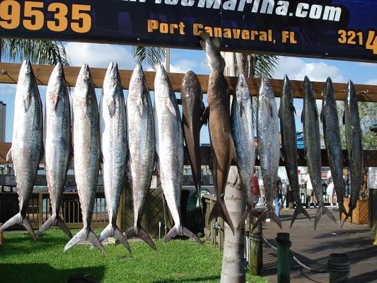 Knights Quest Charters