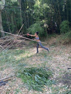 BJ’s Bamboo Control & Removal
