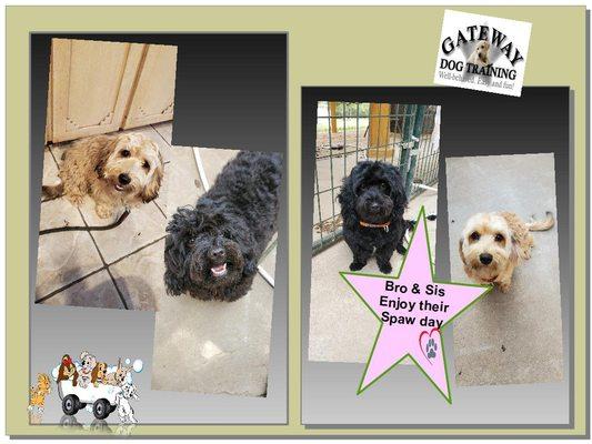 Gateway Dog Training