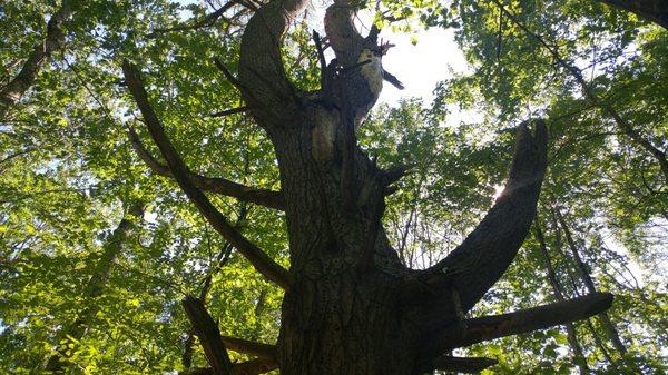 The Very Old Pine Tree.