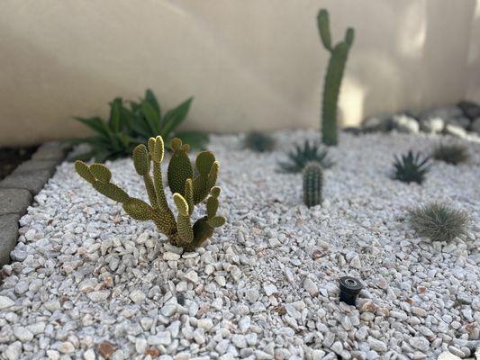 This is white rock, medium size