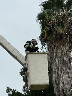 A+ Ramirez Tree Services