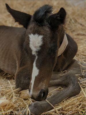 Omega Horse Rescue and Rehabilitation Center