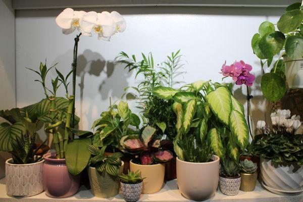 Valeria House Plant & Flower Shop