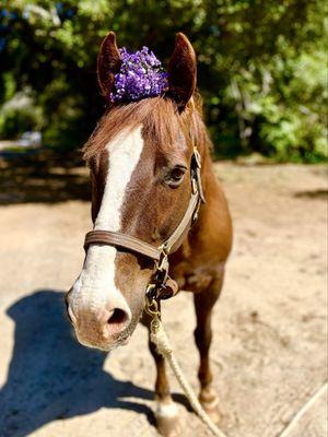 San Luis Rey Equine Hospital